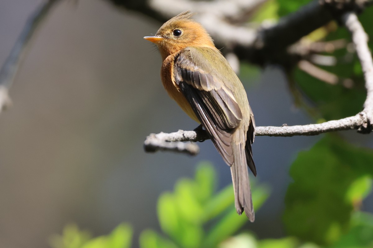 Tufted Flycatcher - ML646550934
