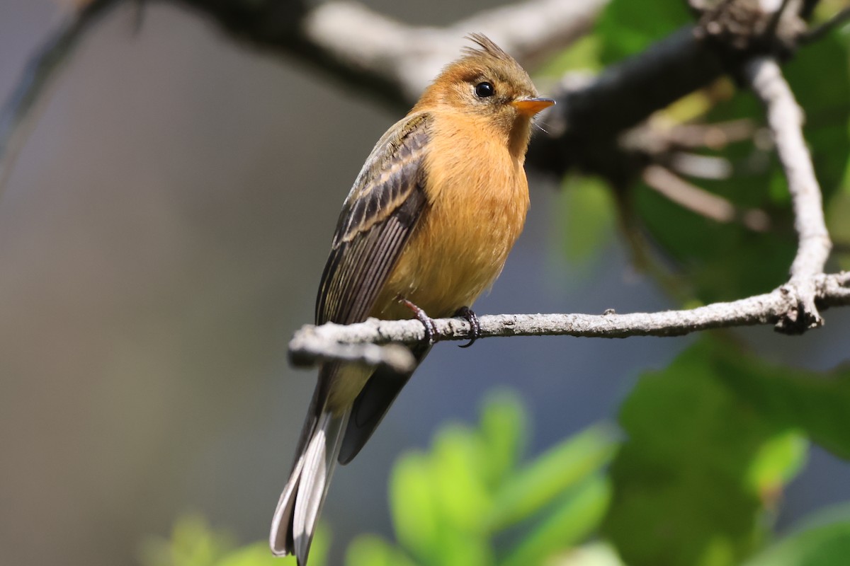 Tufted Flycatcher - ML646550935