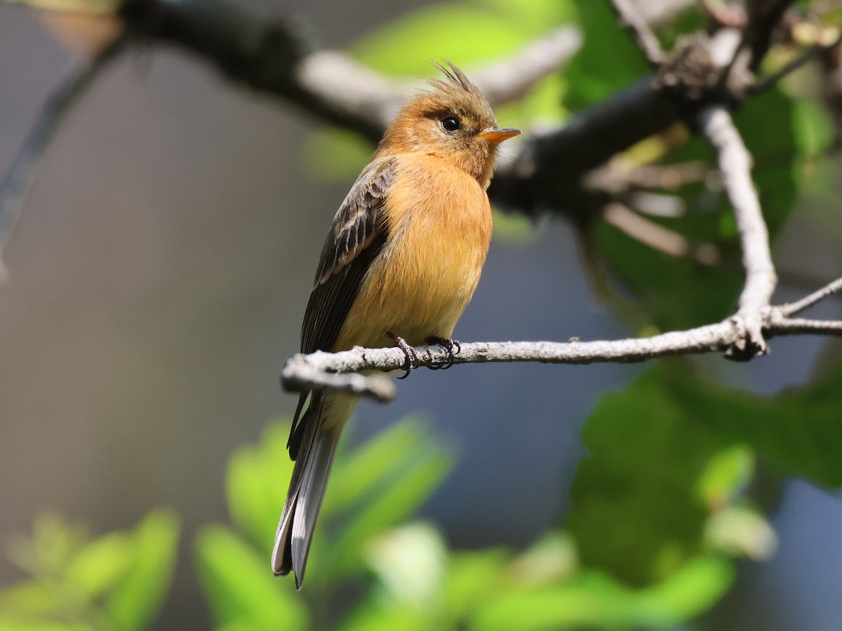 Tufted Flycatcher - ML646550936