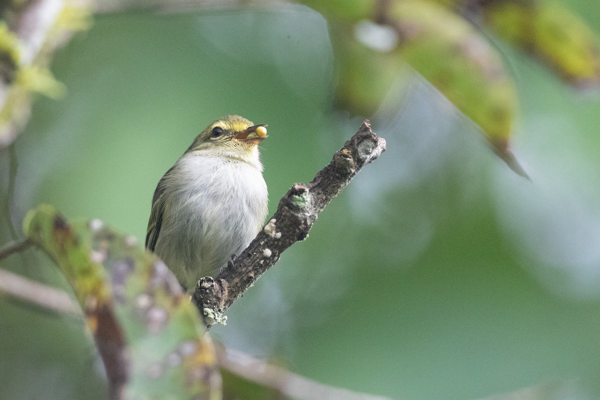 Golden-faced Tyrannulet (Golden-faced) - ML646550937