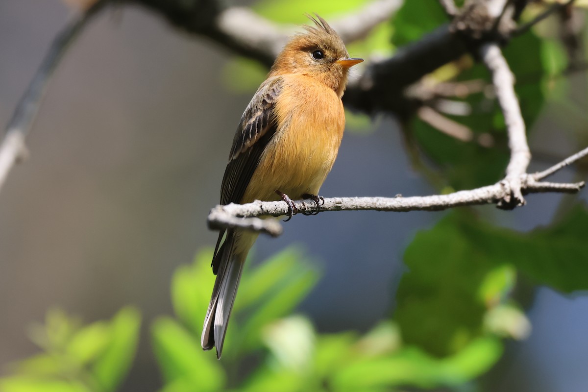 Tufted Flycatcher - ML646550938