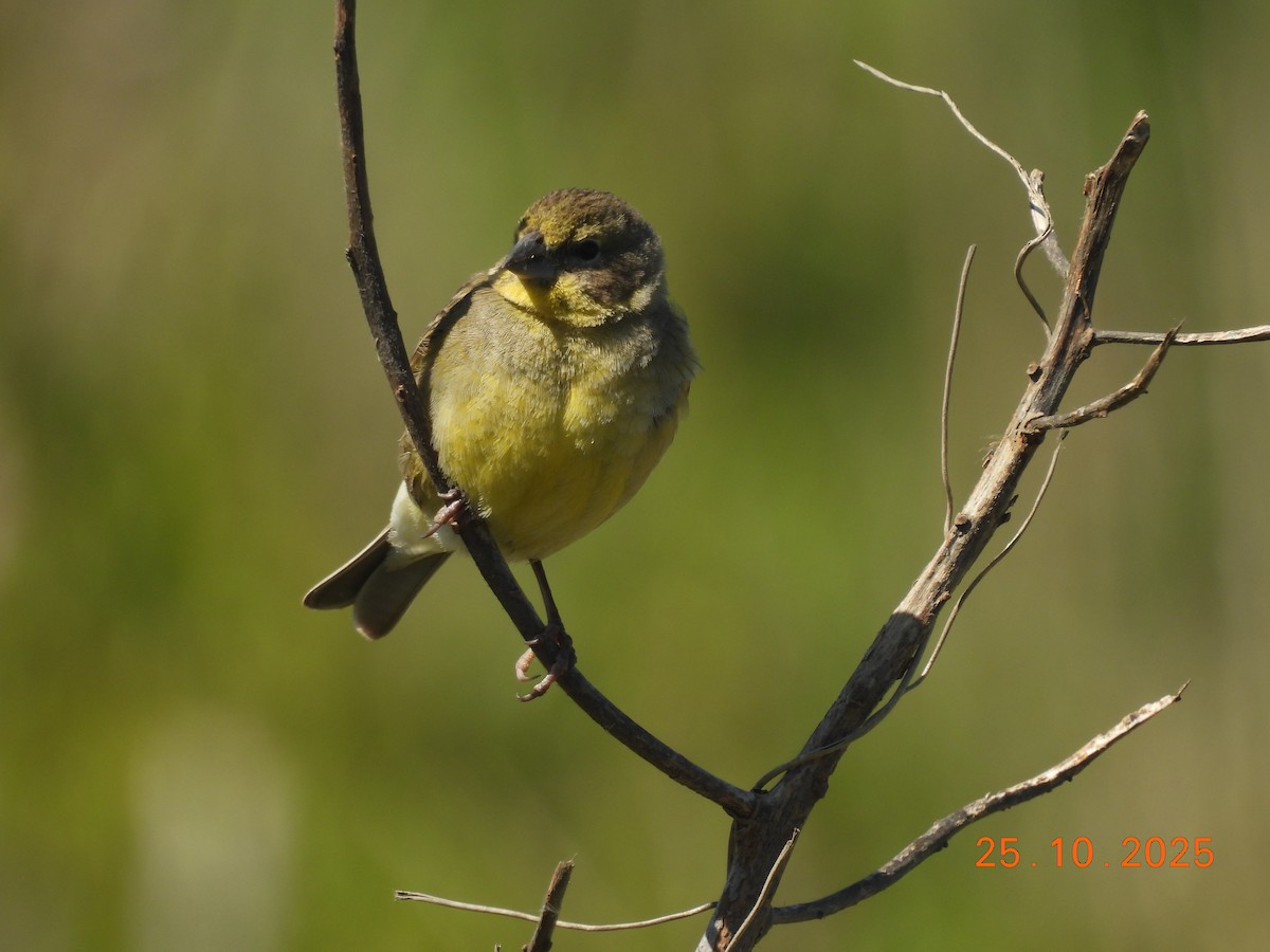 Короткоклювый зерноед - ML646550939