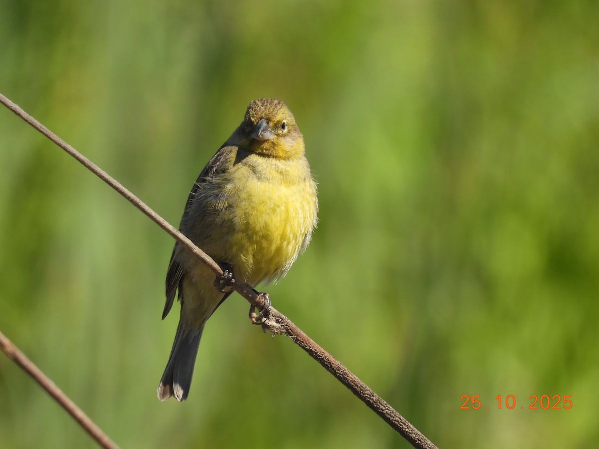 Grassland Yellow-Finch - ML646550940