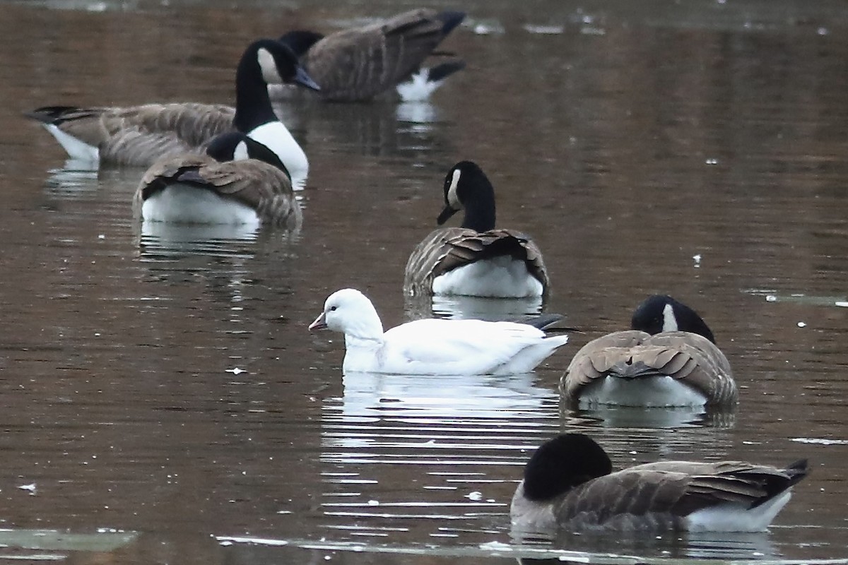 Ross's Goose - ML646550941