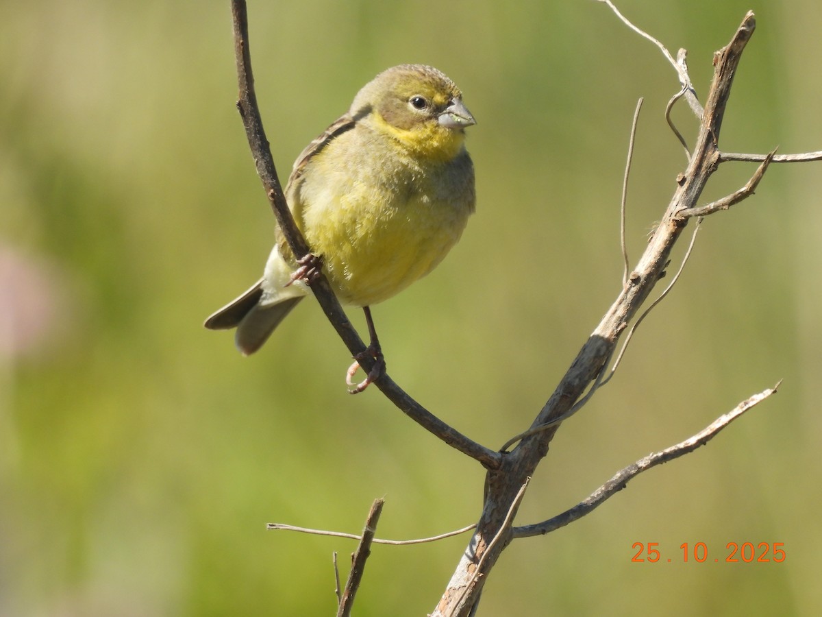 Grassland Yellow-Finch - ML646550942