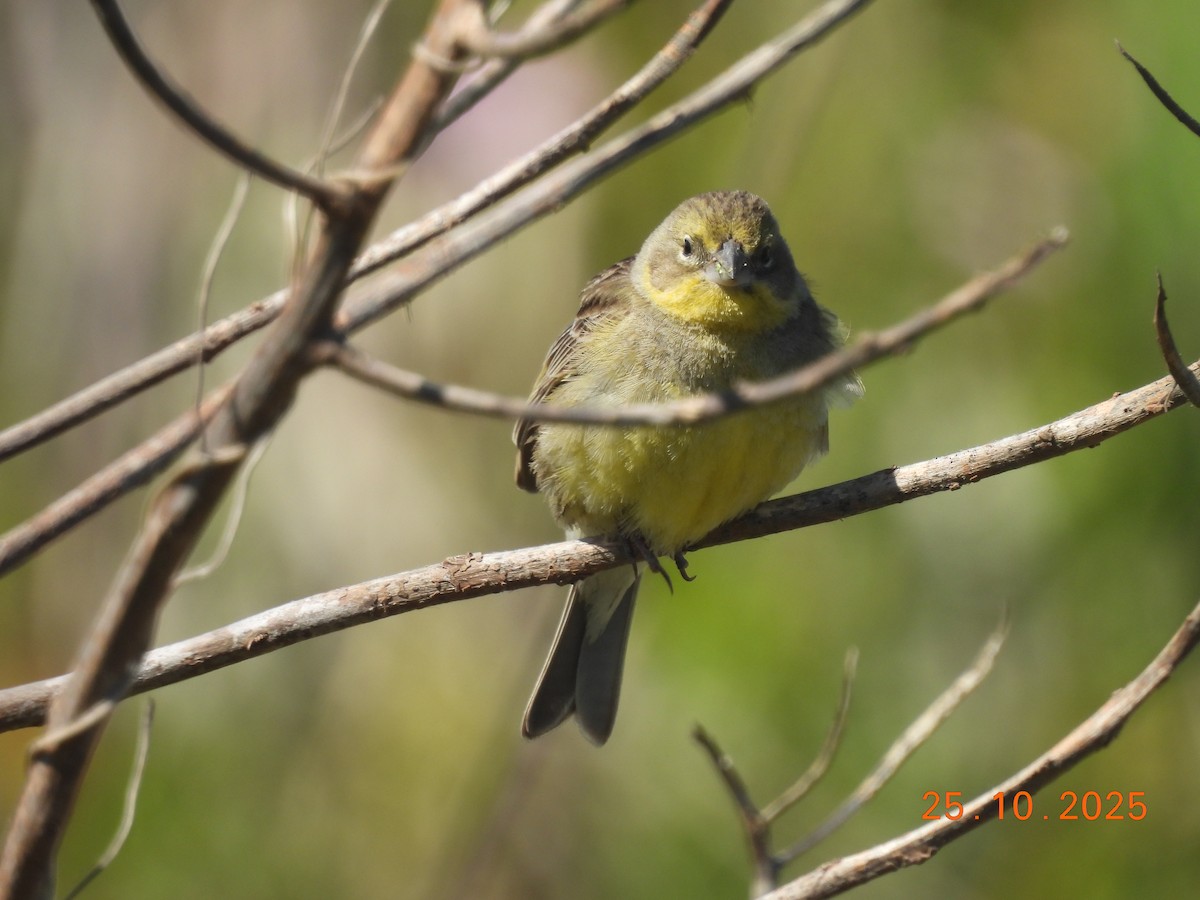Grassland Yellow-Finch - ML646550943
