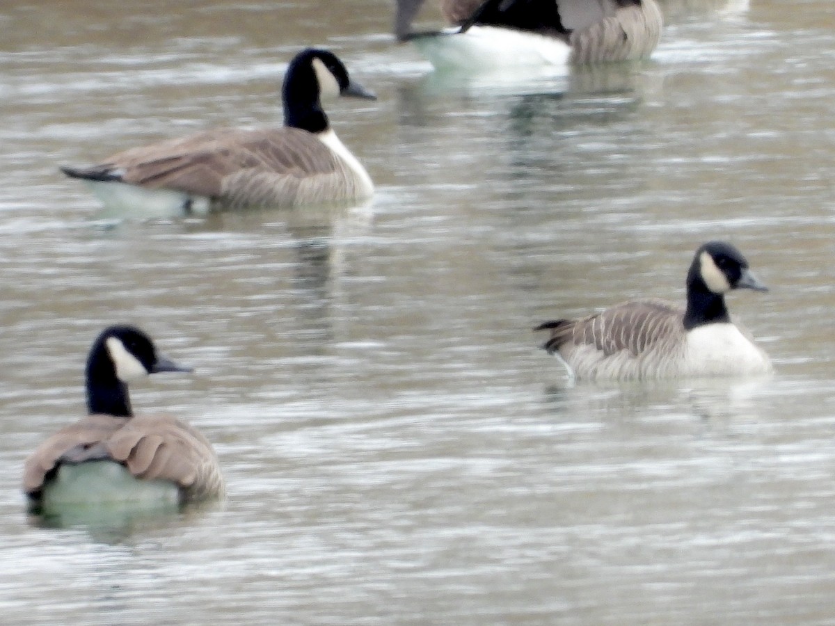 berneška malá - ML646550945