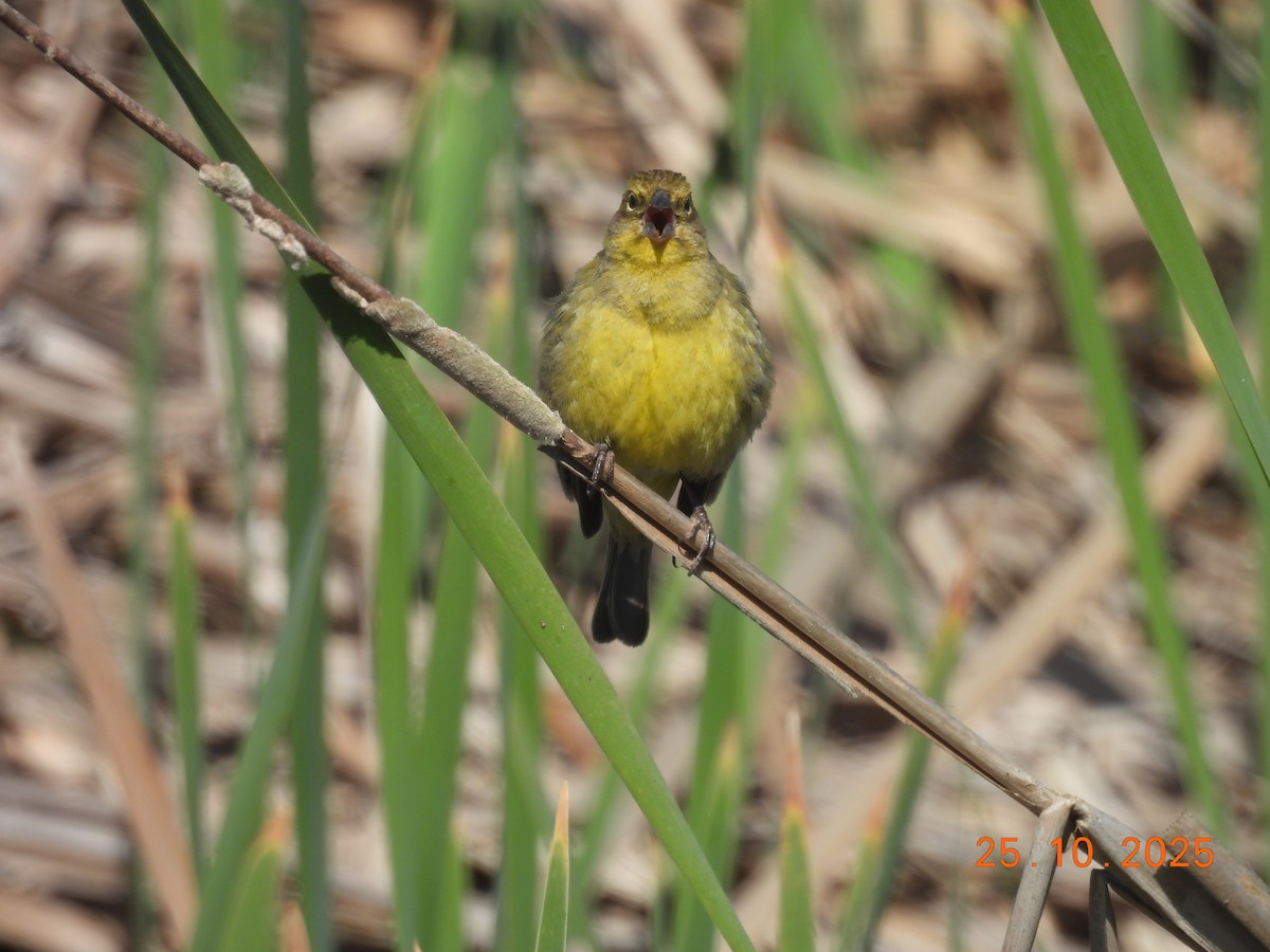 Короткоклювый зерноед - ML646550946