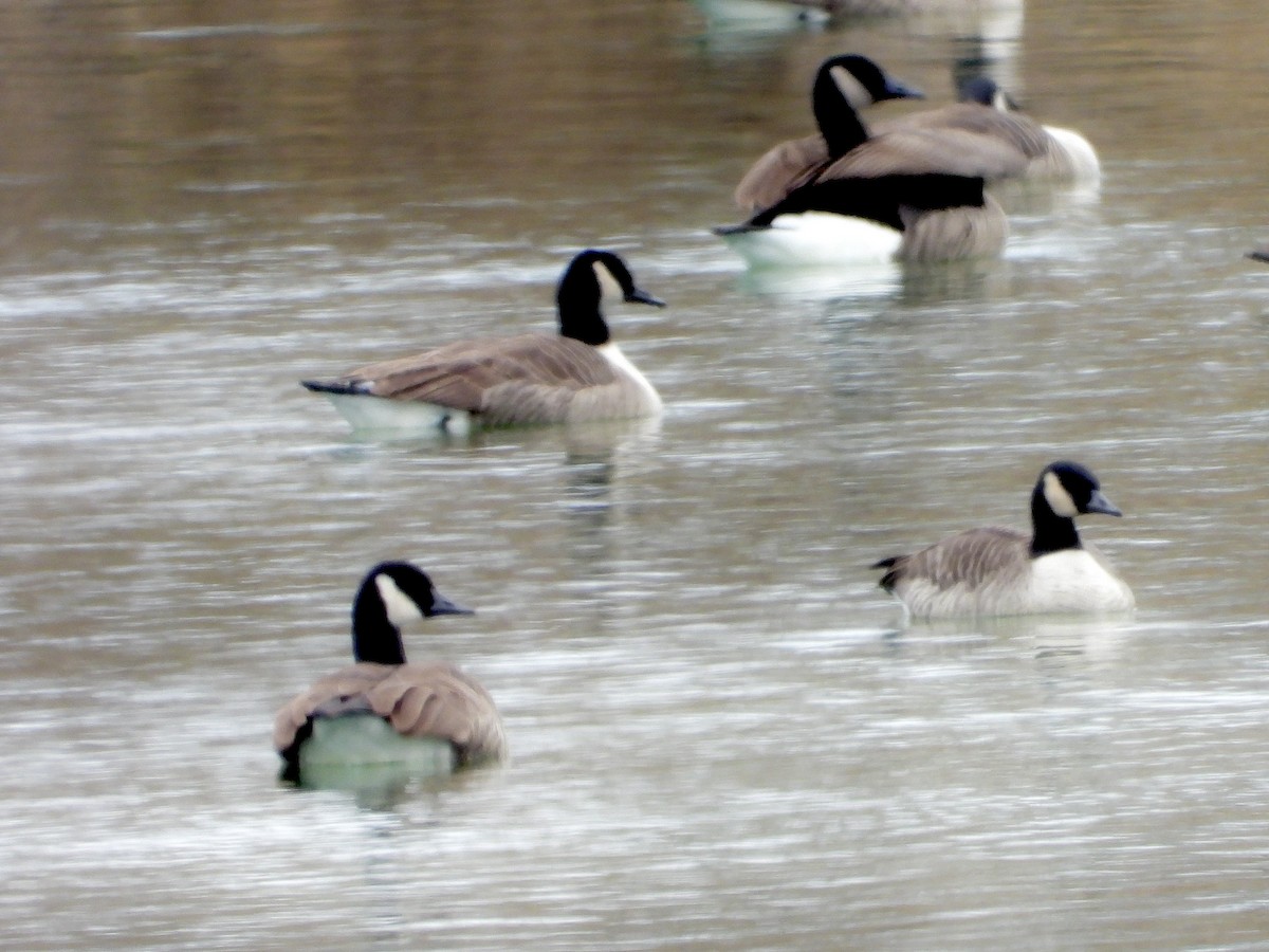 berneška malá - ML646550947