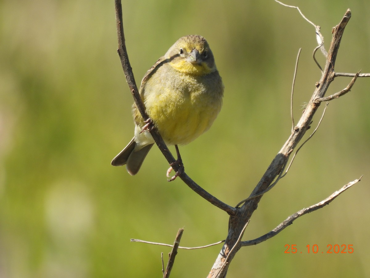 Короткоклювый зерноед - ML646550948