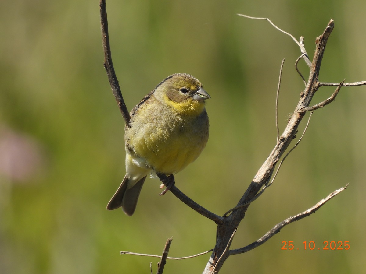 Короткоклювый зерноед - ML646550949