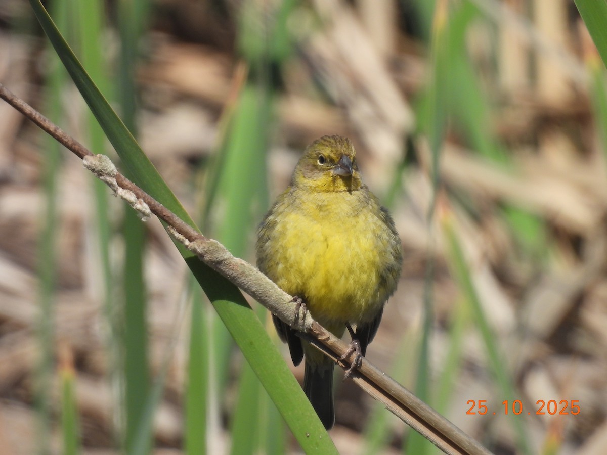 Короткоклювый зерноед - ML646550951