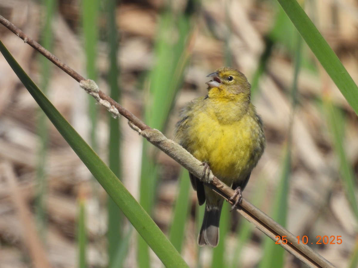 Короткоклювый зерноед - ML646550952