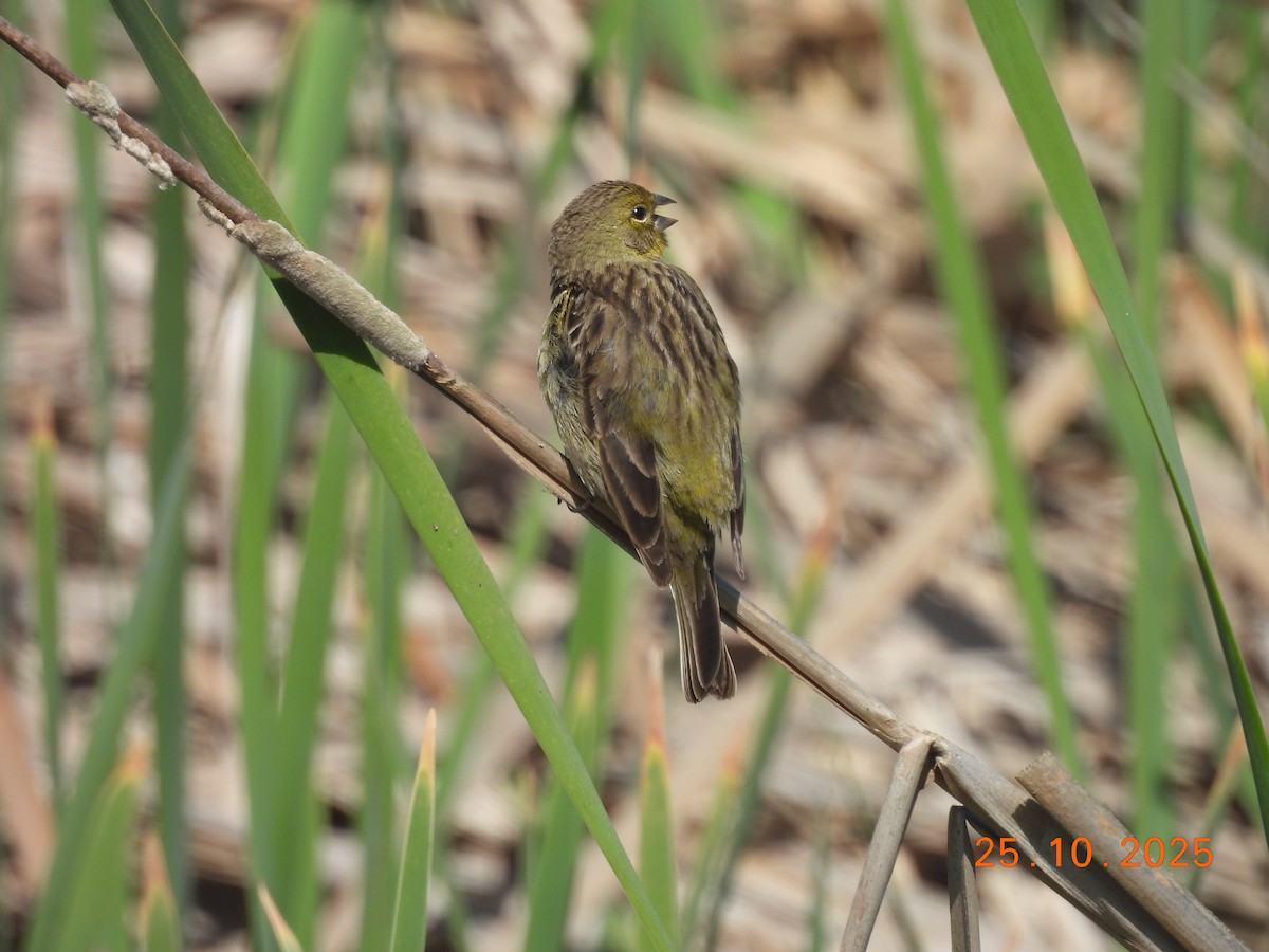 Короткоклювый зерноед - ML646550953
