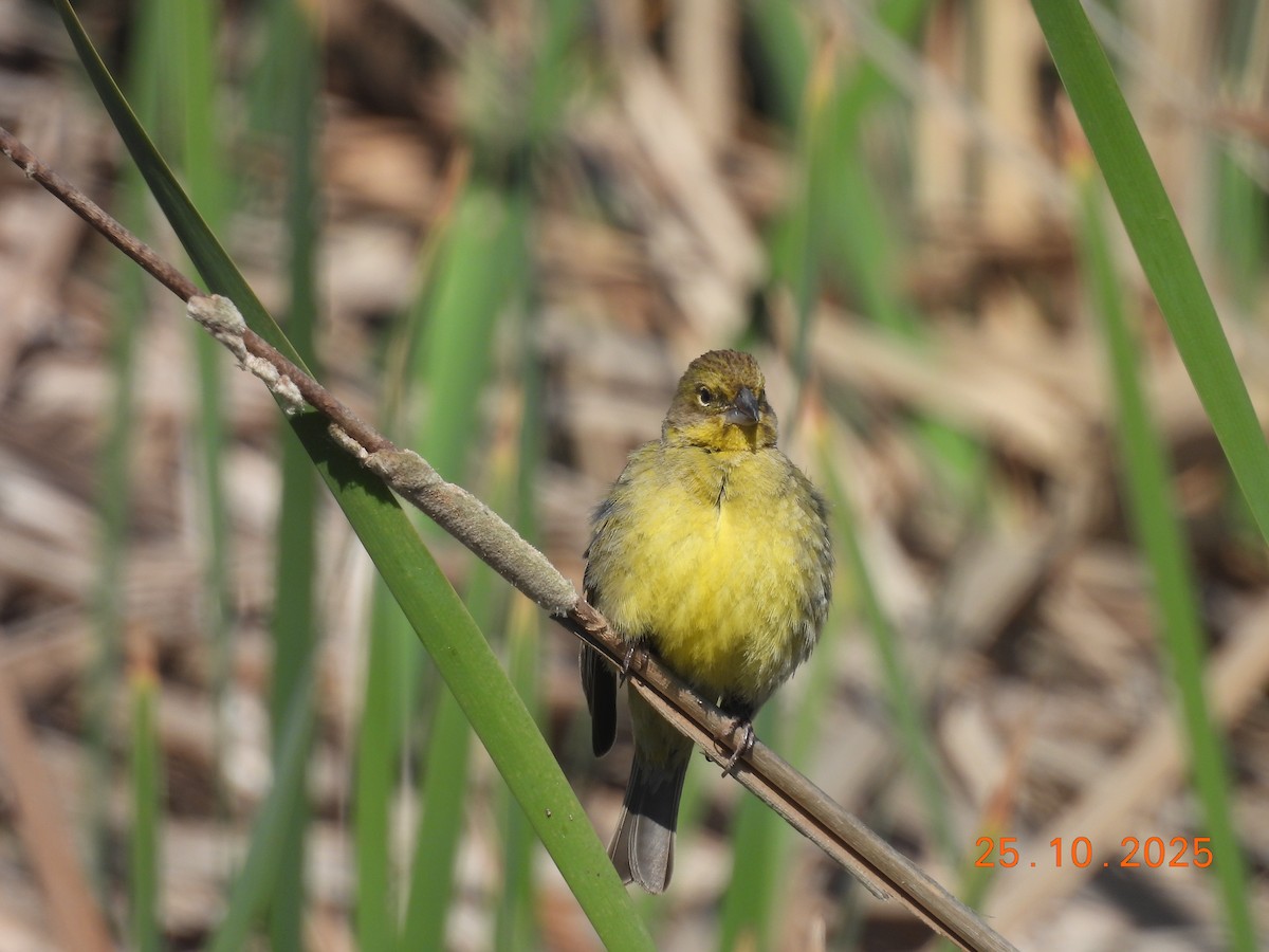 Короткоклювый зерноед - ML646550954