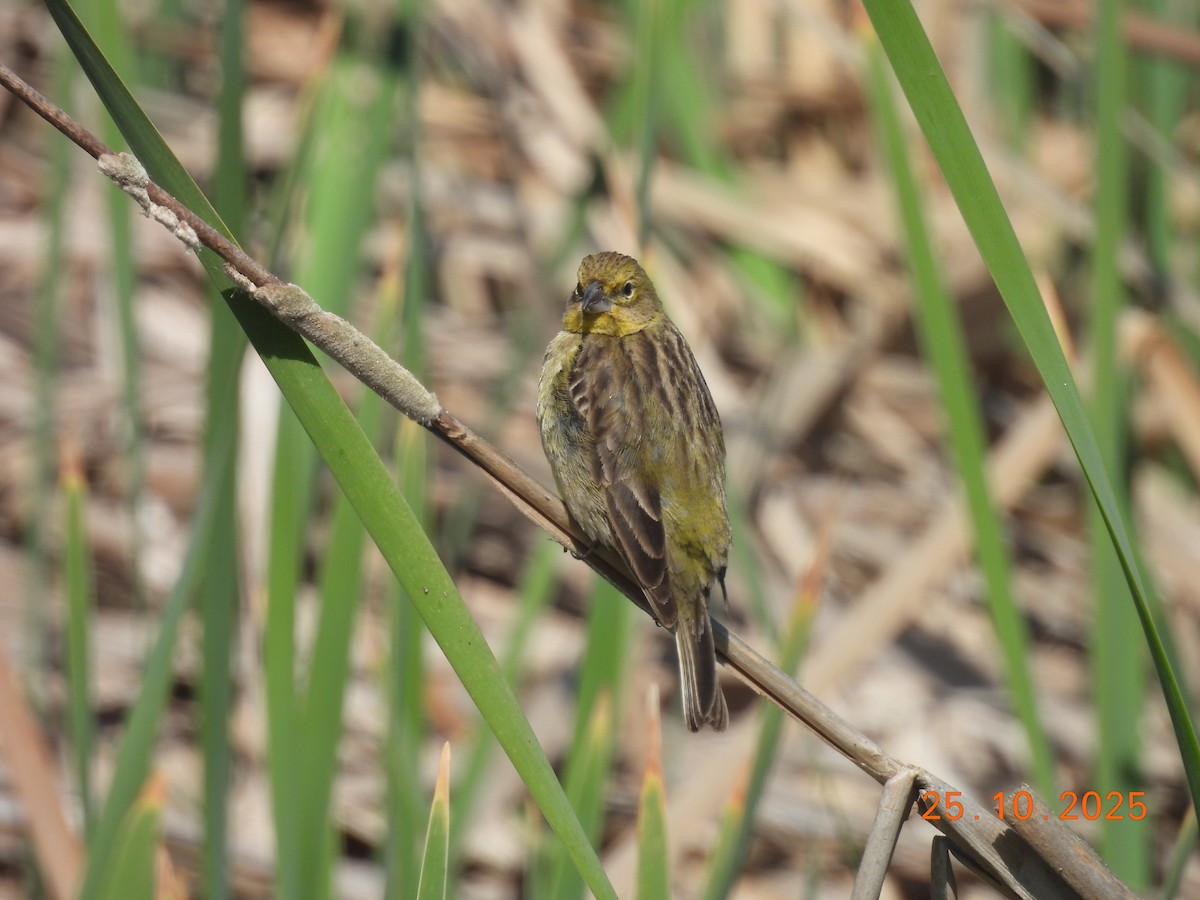 Короткоклювый зерноед - ML646550955