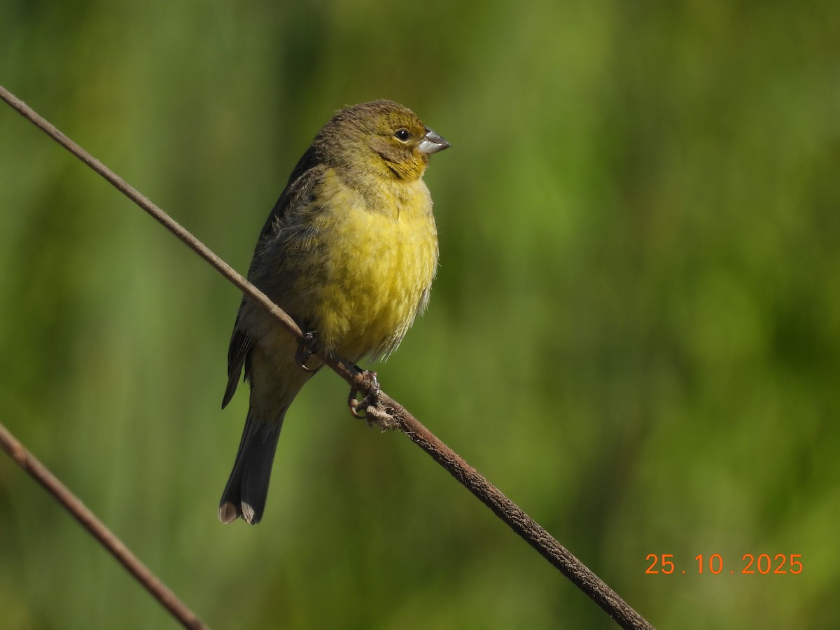 Короткоклювый зерноед - ML646550956