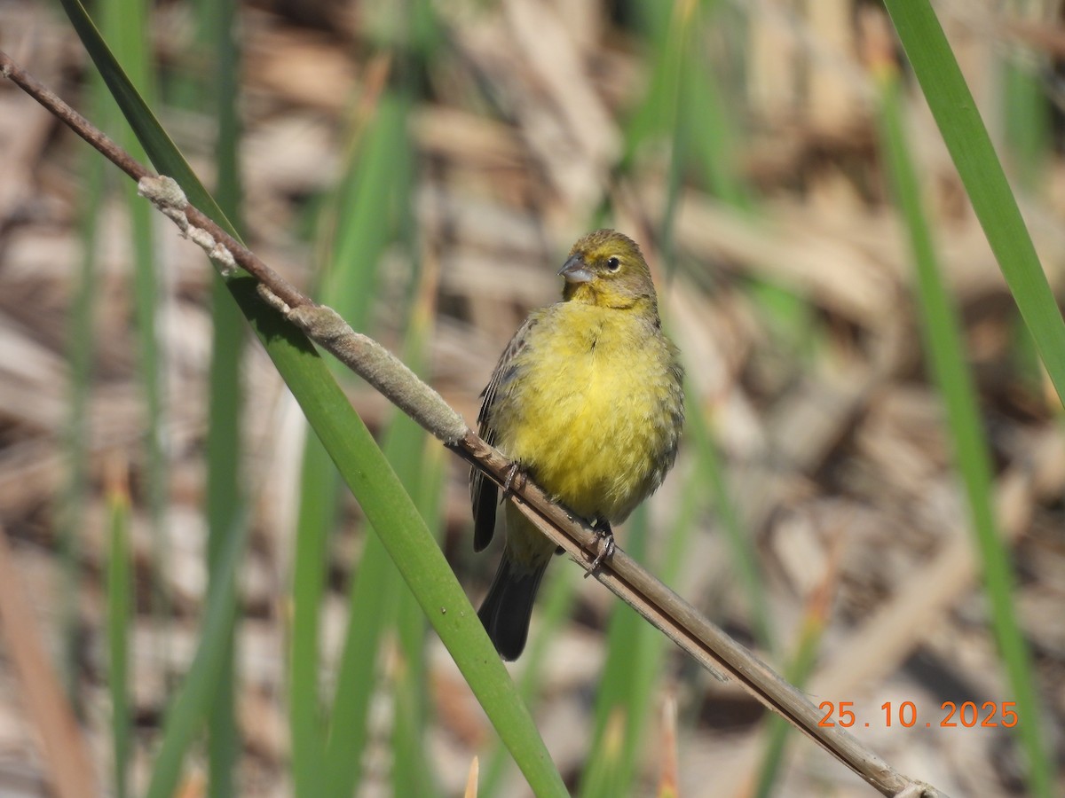 Короткоклювый зерноед - ML646550957