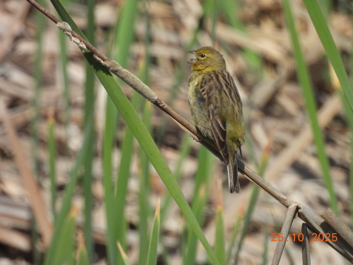 Короткоклювый зерноед - ML646550958
