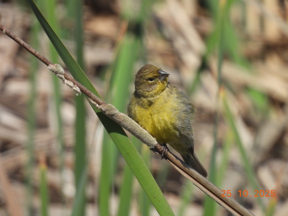 Короткоклювый зерноед - ML646550959