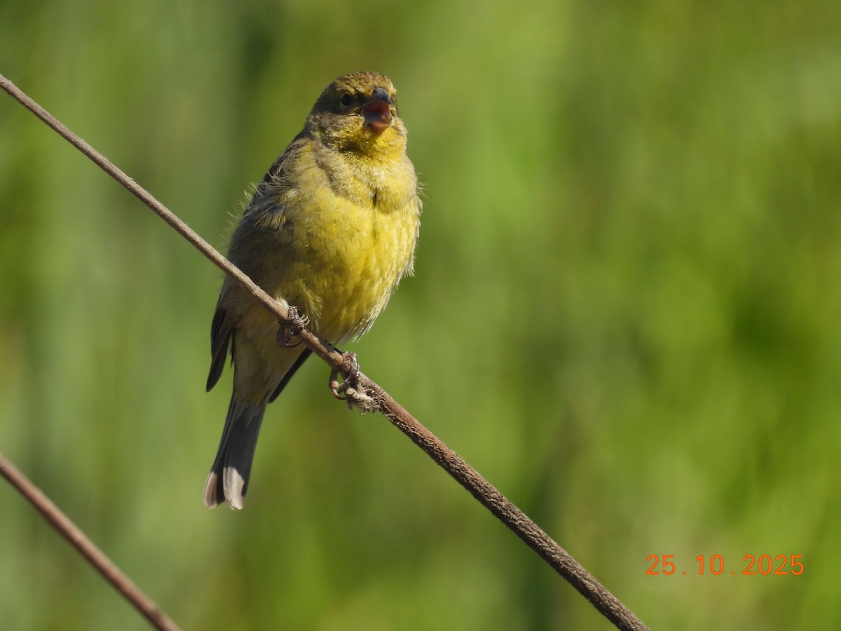 Короткоклювый зерноед - ML646550960