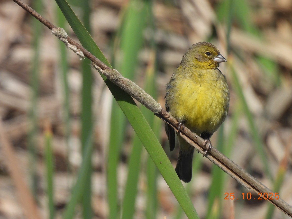 Короткоклювый зерноед - ML646550962