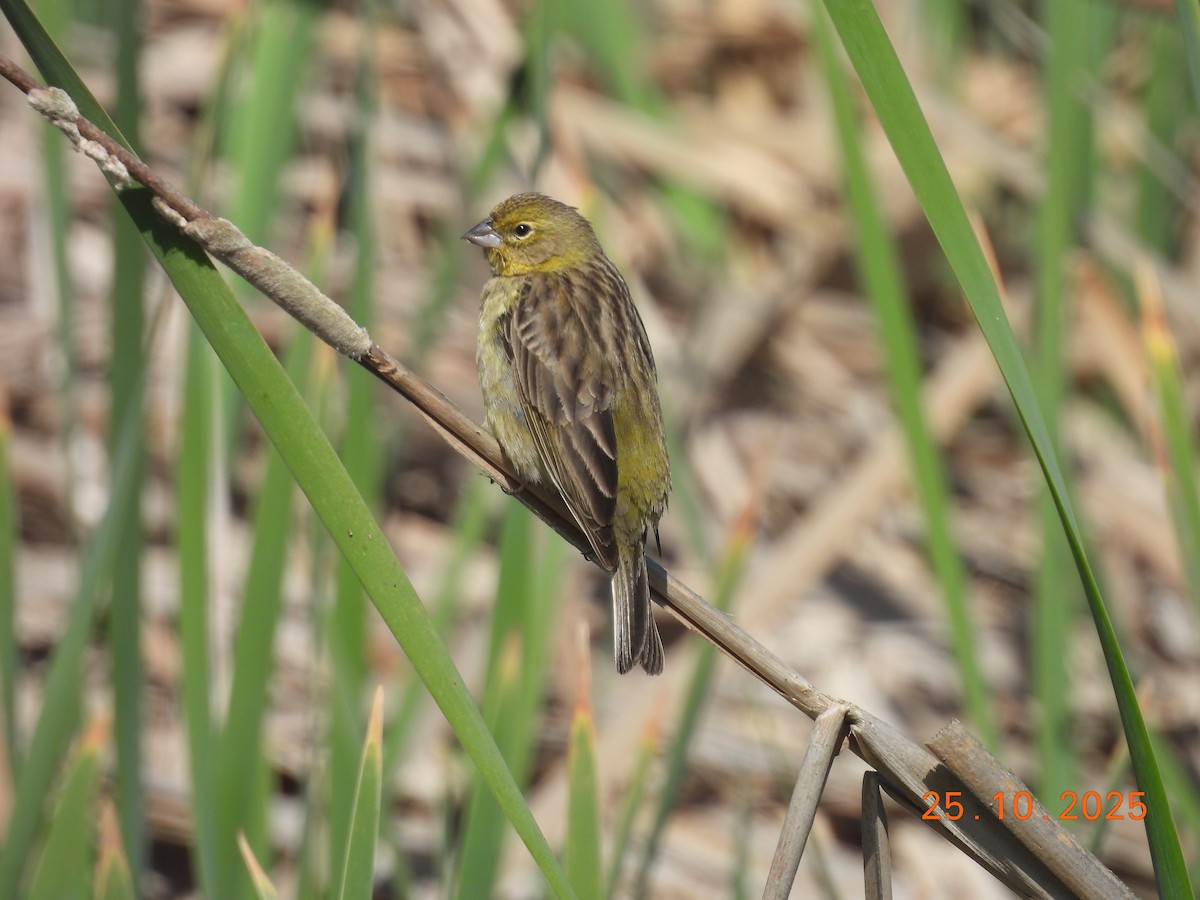 Короткоклювый зерноед - ML646550963
