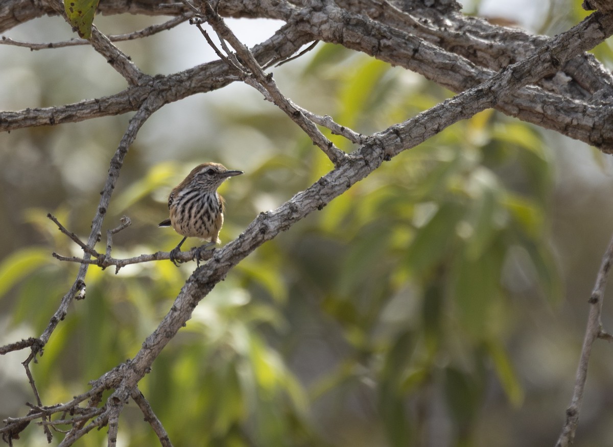 Rusty-backed Antwren - ML646550964