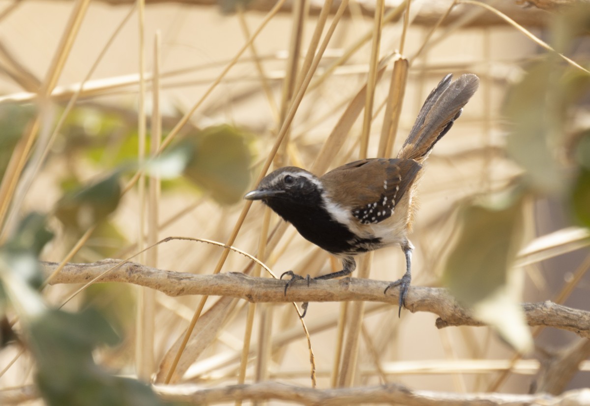 Rusty-backed Antwren - ML646550965