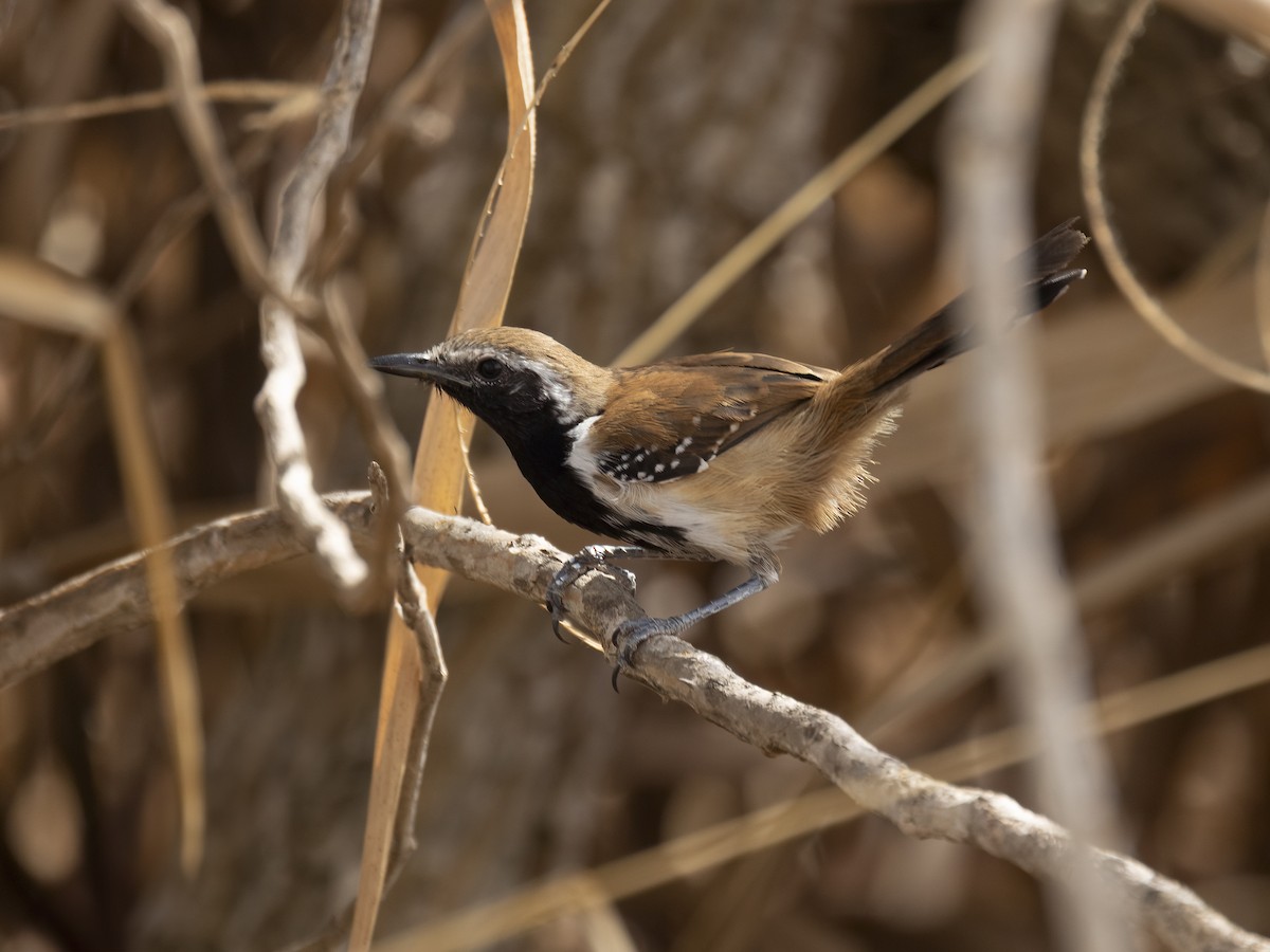 Rusty-backed Antwren - ML646550966
