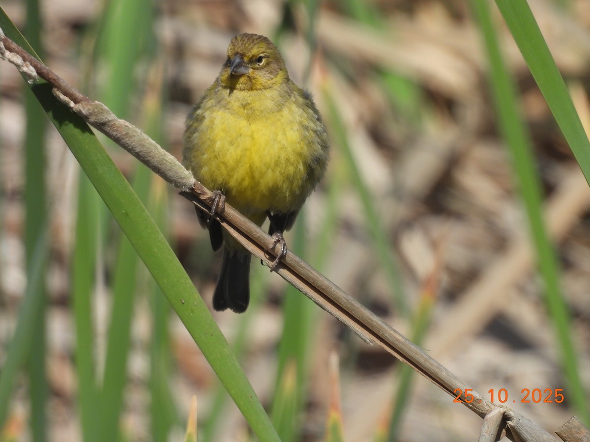Короткоклювый зерноед - ML646550967