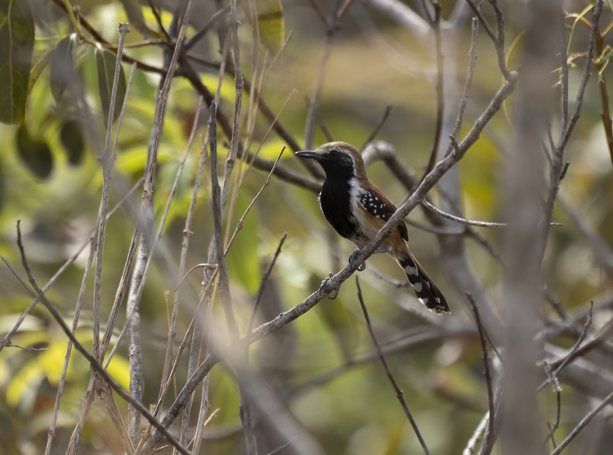 Rusty-backed Antwren - ML646550968