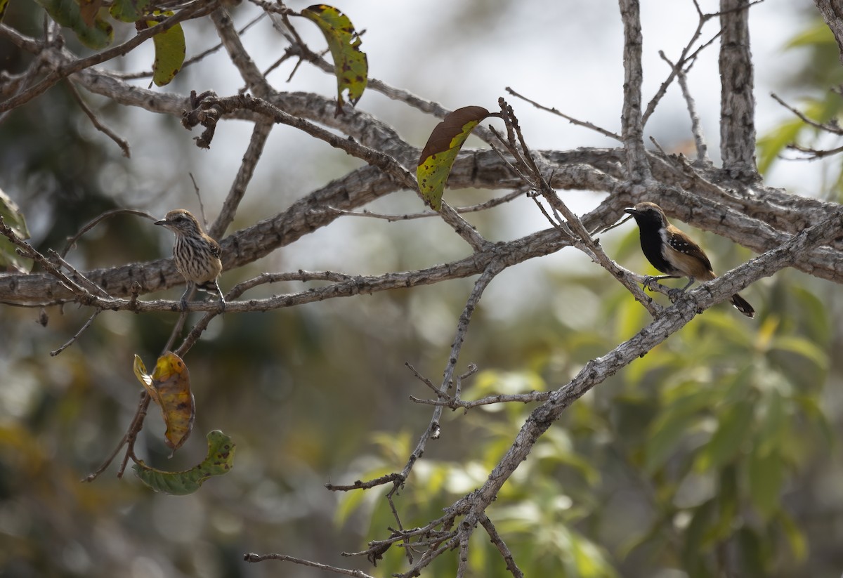Rusty-backed Antwren - ML646550969
