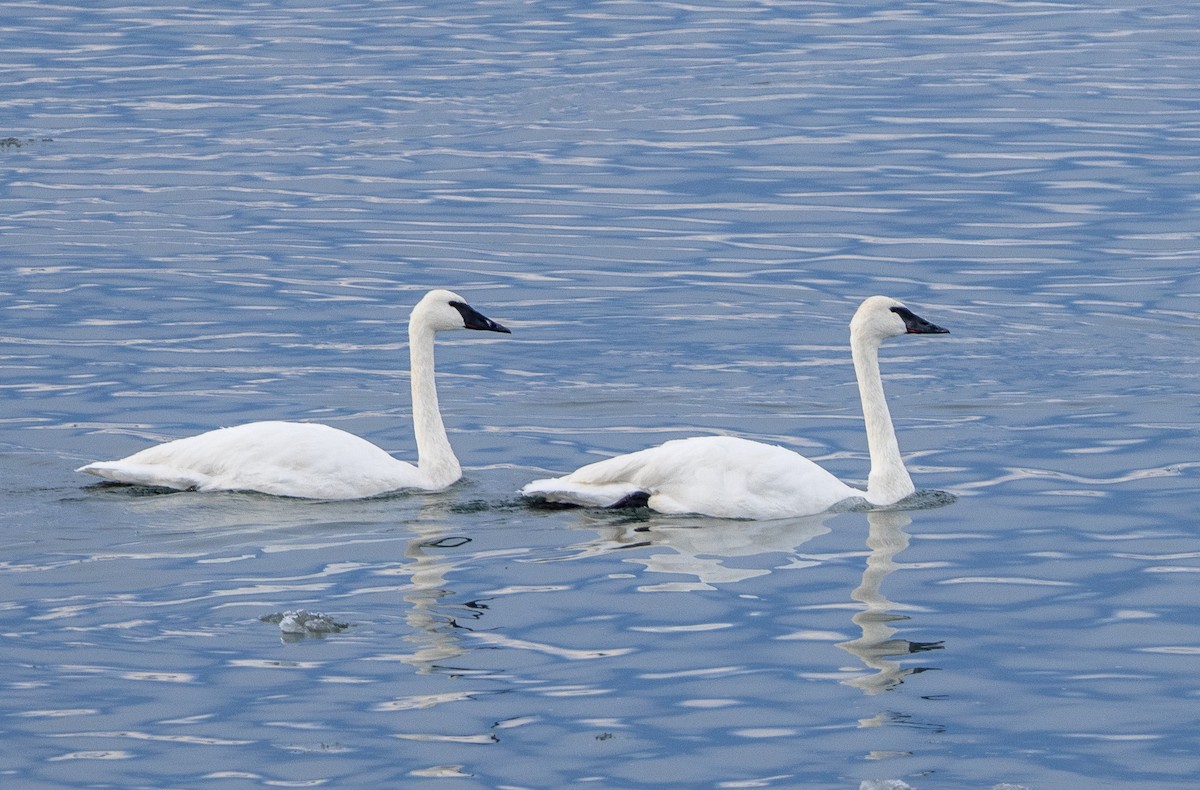 Trumpeter Swan - ML646550974