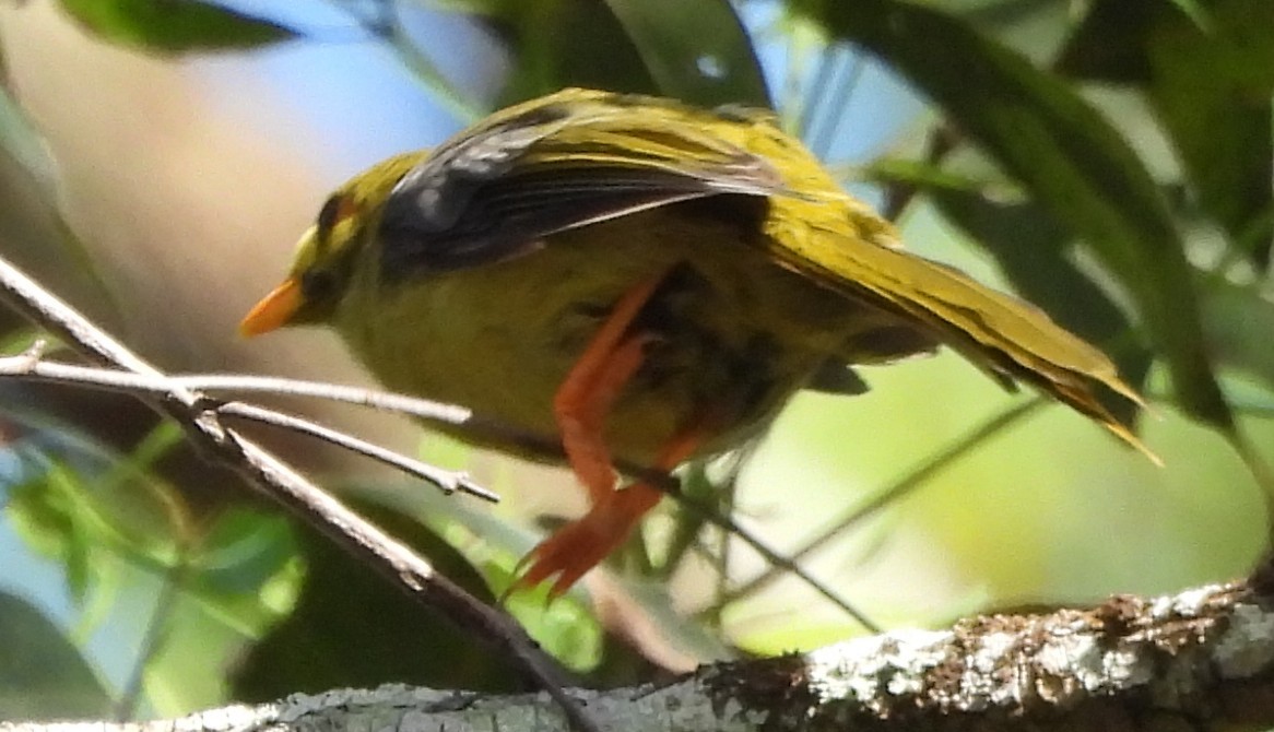 Манорина зелена - ML646550978