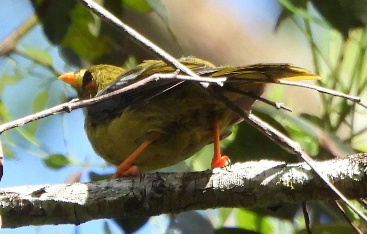 Манорина зелена - ML646550979