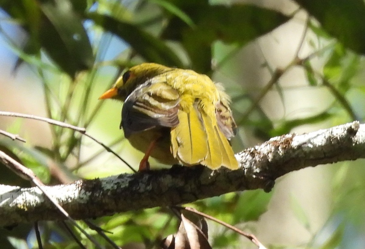 Манорина зелена - ML646550980