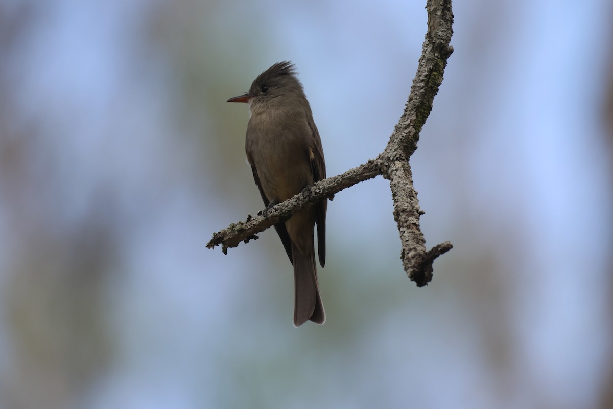 Moucherolle de Coues - ML646550982