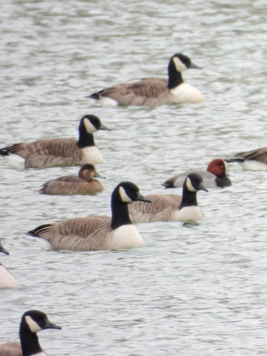 polák americký - ML646550983