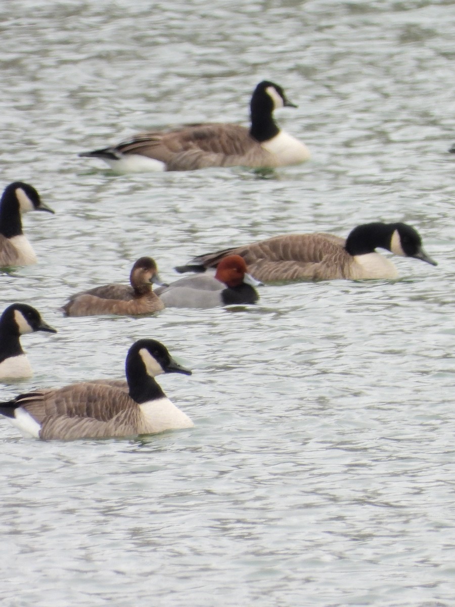 polák americký - ML646550984