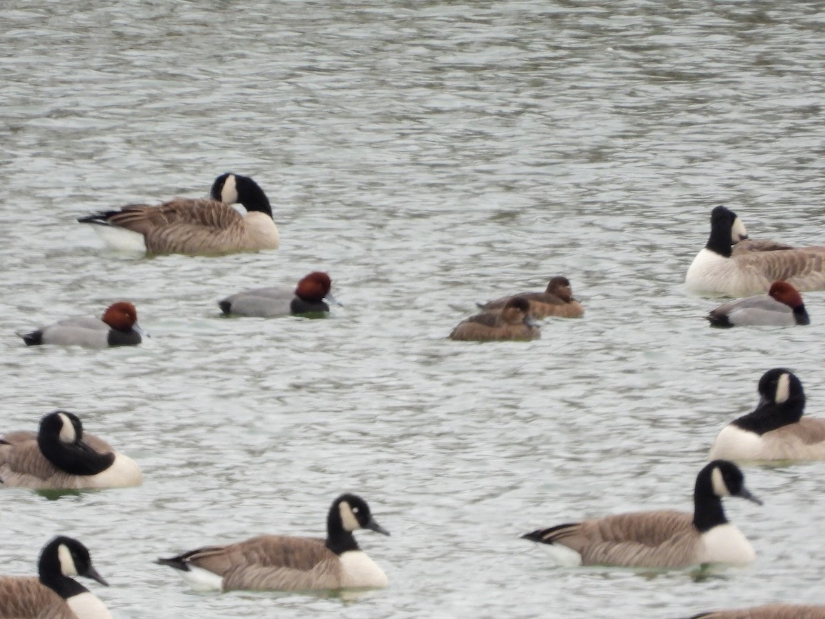 polák americký - ML646550985