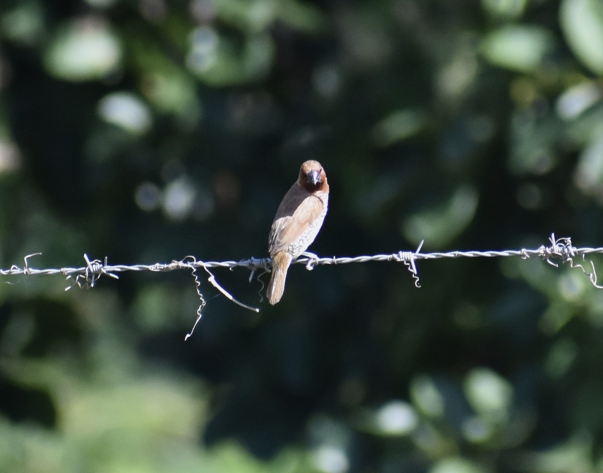 Чешуйчатая муния - ML646550986