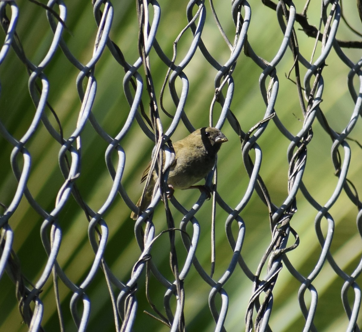 Чернолицый семилеро - ML646550989