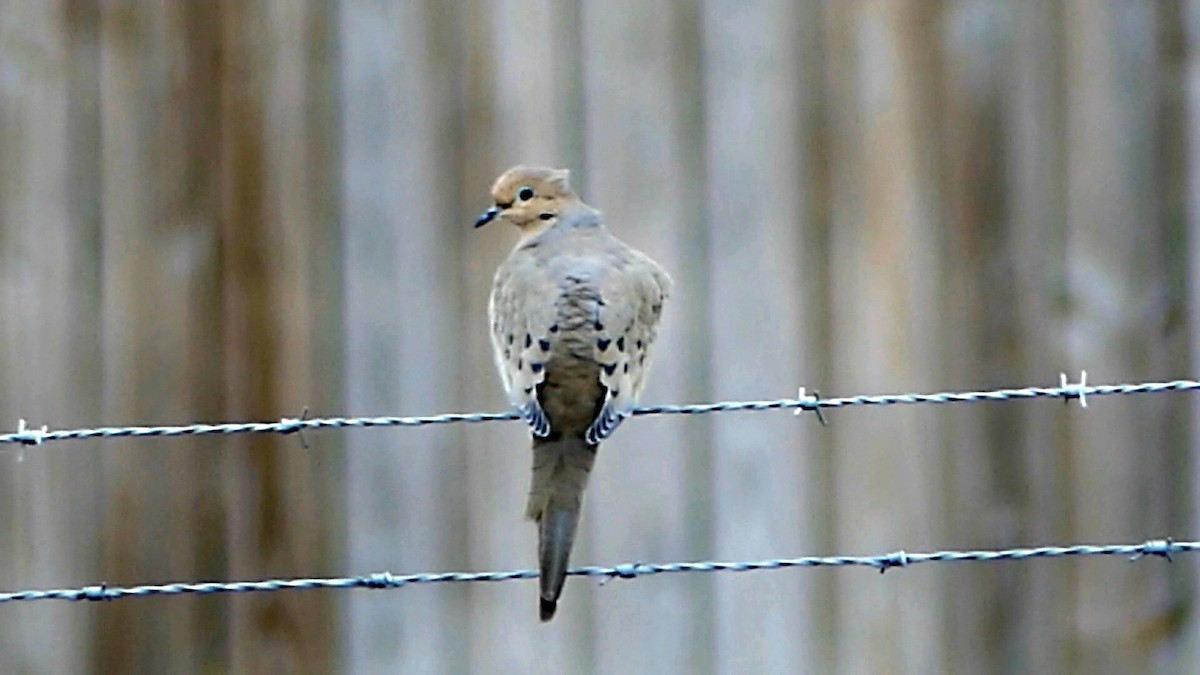 Zenaida Huilota - ML646550993