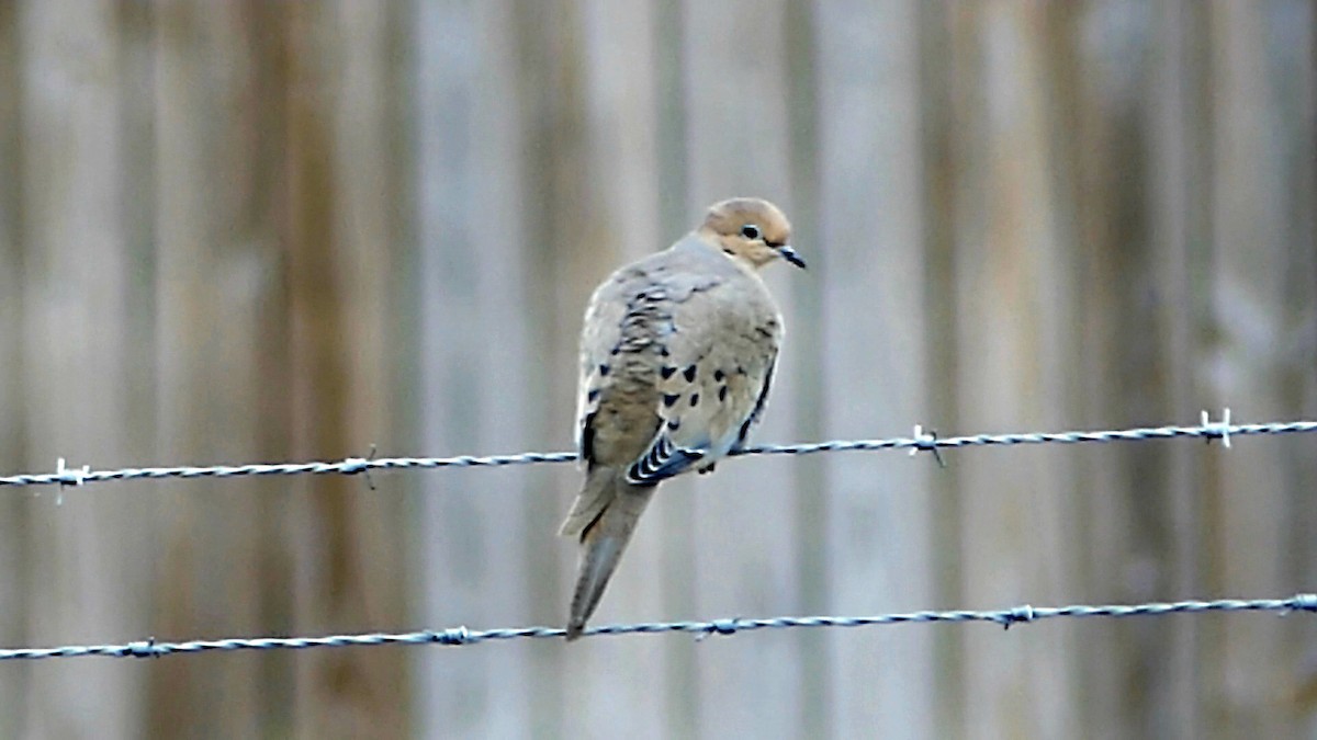 Zenaida Huilota - ML646550994