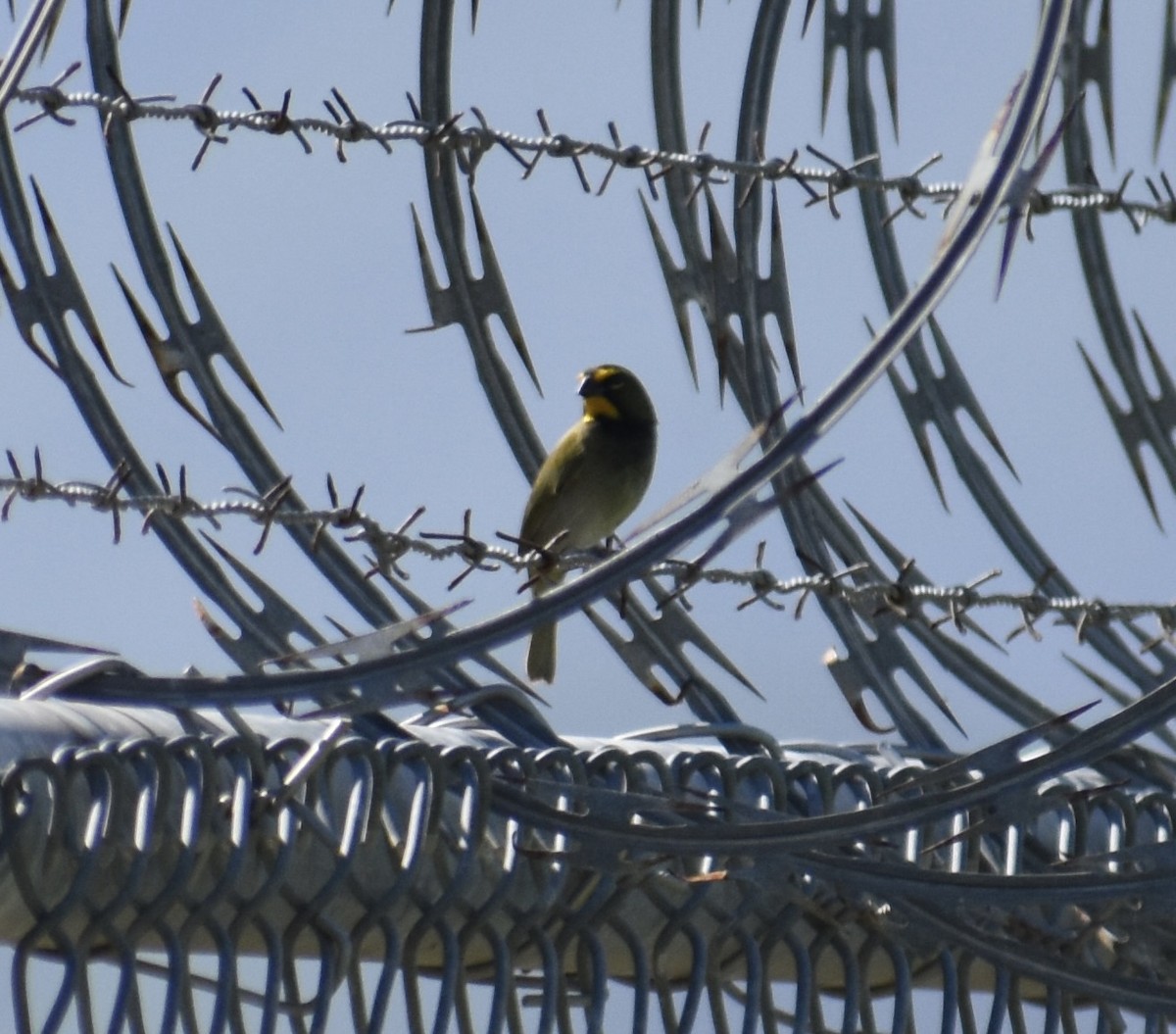 Желтолицый семилеро - ML646550995