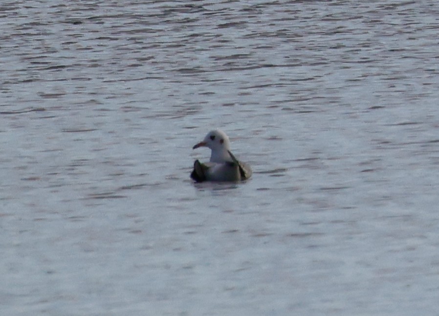 Karabaş Martı - ML646550996