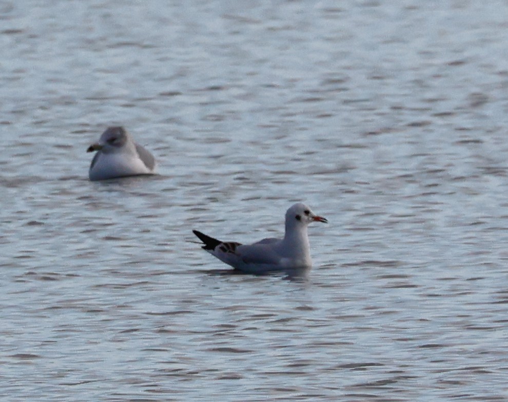 Karabaş Martı - ML646550998