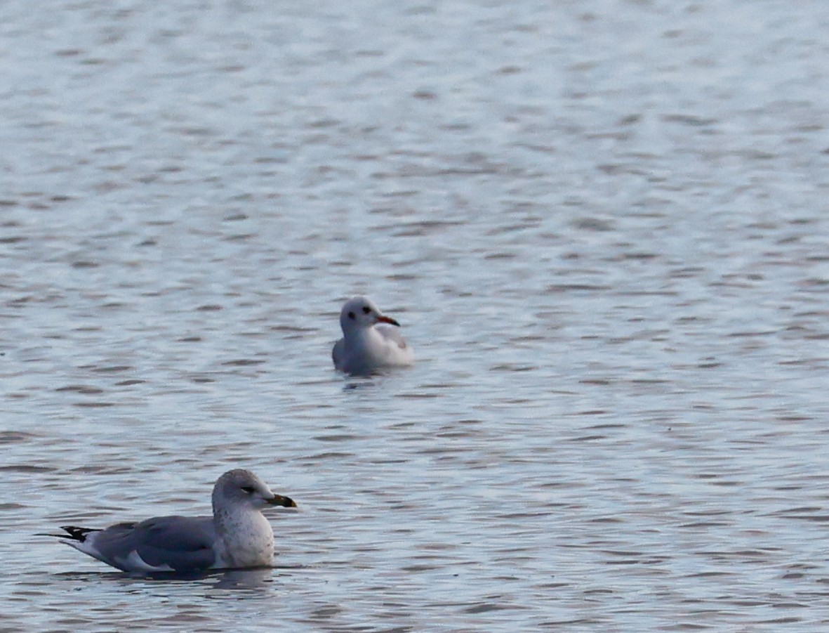 Karabaş Martı - ML646550999