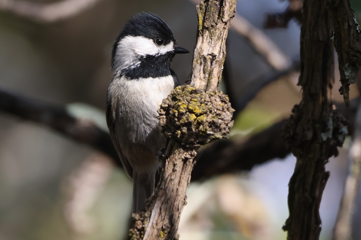 Mexican Chickadee - ML646551000